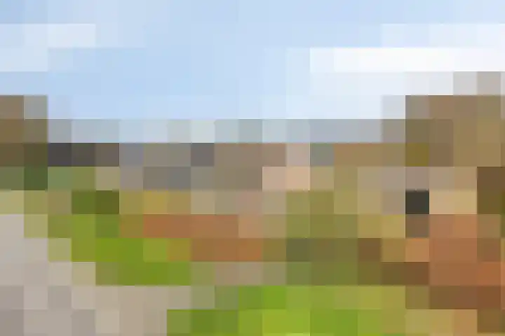 de Hei 29 Mariahout thumbnail 8