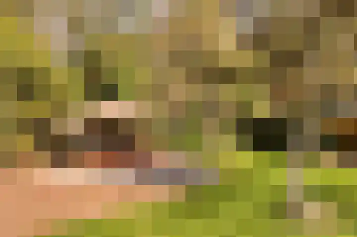 De Heikant 8 Helvoirt thumbnail 27