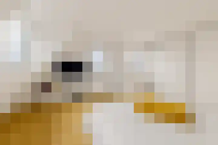 De Herderin 50 Uitgeest thumbnail 25