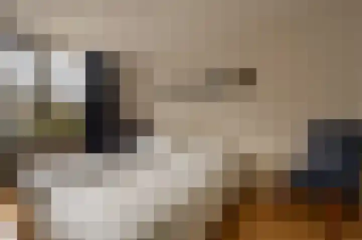 de Heul 59 Maasdam thumbnail 16