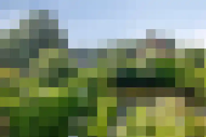 de Hild 31 Kamerik thumbnail 31