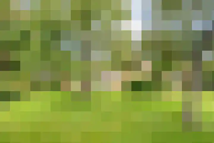de Hilde 78 Raalte thumbnail 61
