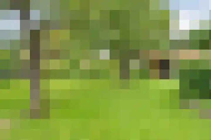 de Hilde 78 Raalte thumbnail 62