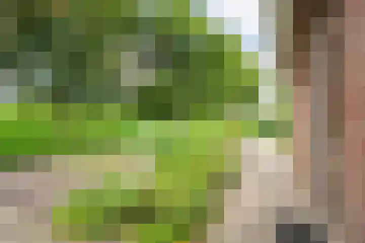 de Hilde 78 Raalte thumbnail 68