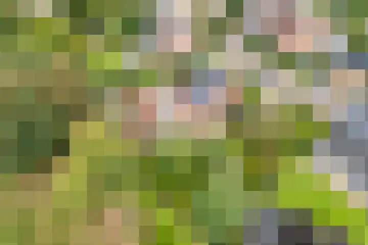 de Hilde 78 Raalte thumbnail 8