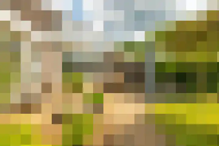 de Hof 23 Almen thumbnail 36