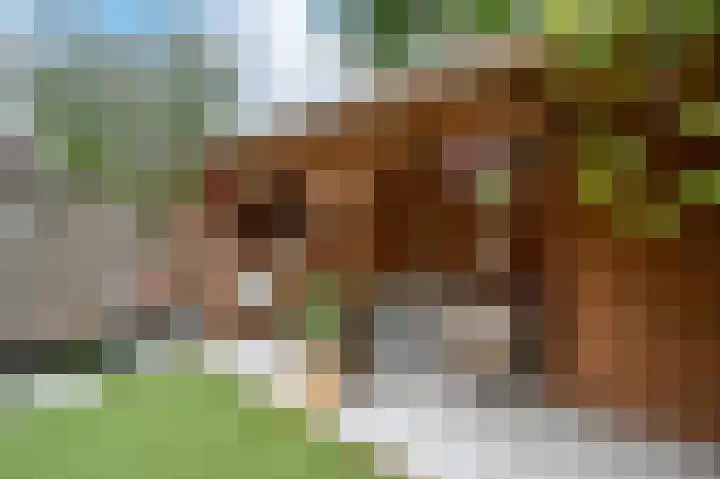 De Hofstede 17 Apeldoorn thumbnail 14