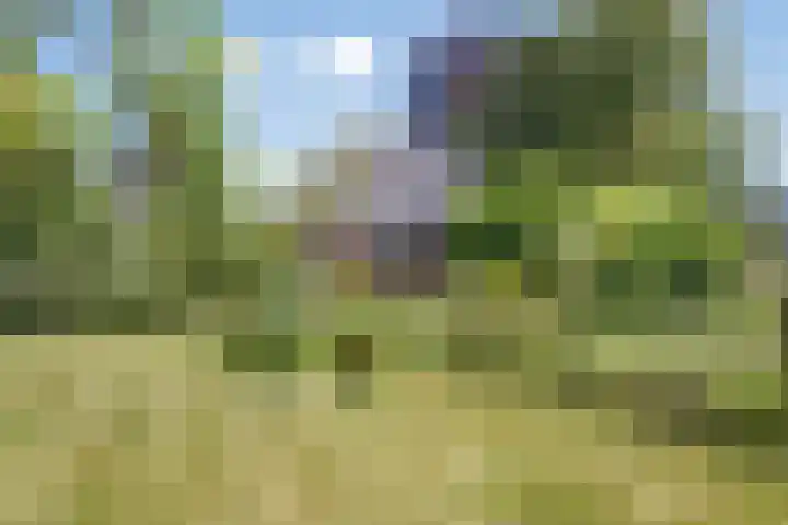 De Holm 8 Tolbert thumbnail 33