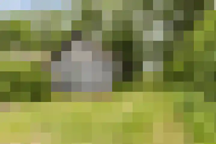 De Holm 8 Tolbert thumbnail 37