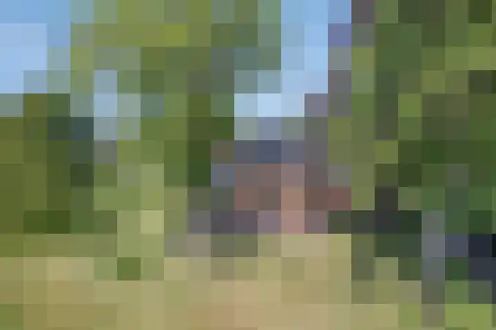 De Holm 8 Tolbert thumbnail 45
