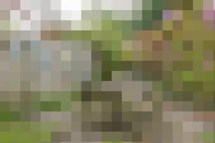 De Holten 10 Haren Gn thumbnail 23