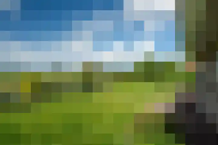 De Homeie 1 Wommels thumbnail 22