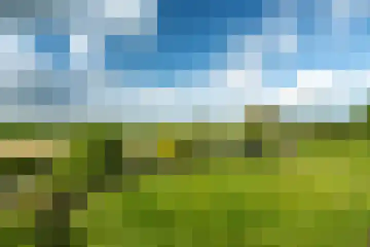 De Homeie 1 Wommels thumbnail 23