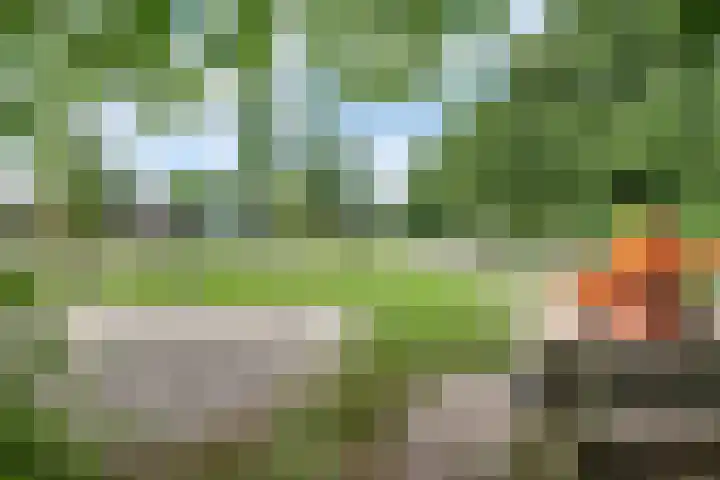 De Hoof 11 Swalmen thumbnail 39