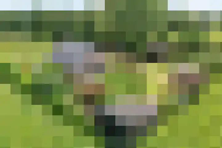 De Hooigraven 5 Dalfsen foto 2