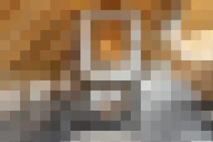 De Hooigraven 5 Dalfsen thumbnail 33