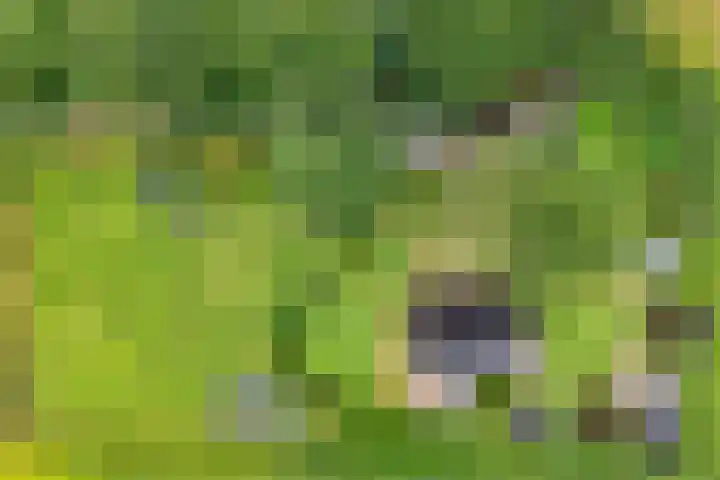 De Hooigraven 5 Dalfsen thumbnail 37