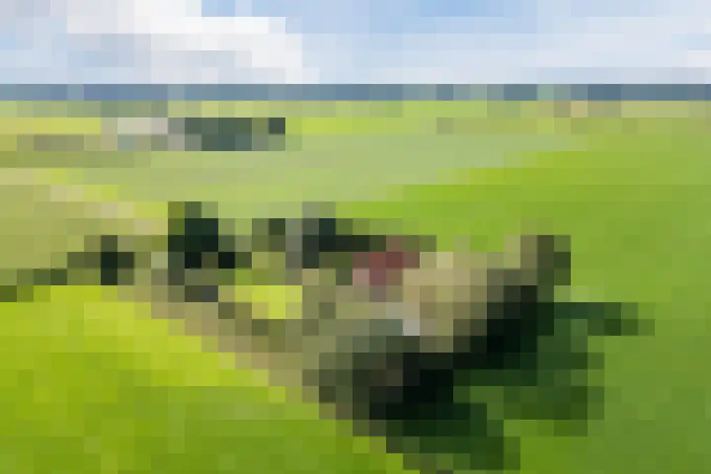 De Hooislagen 4 Dalfsen thumbnail 83