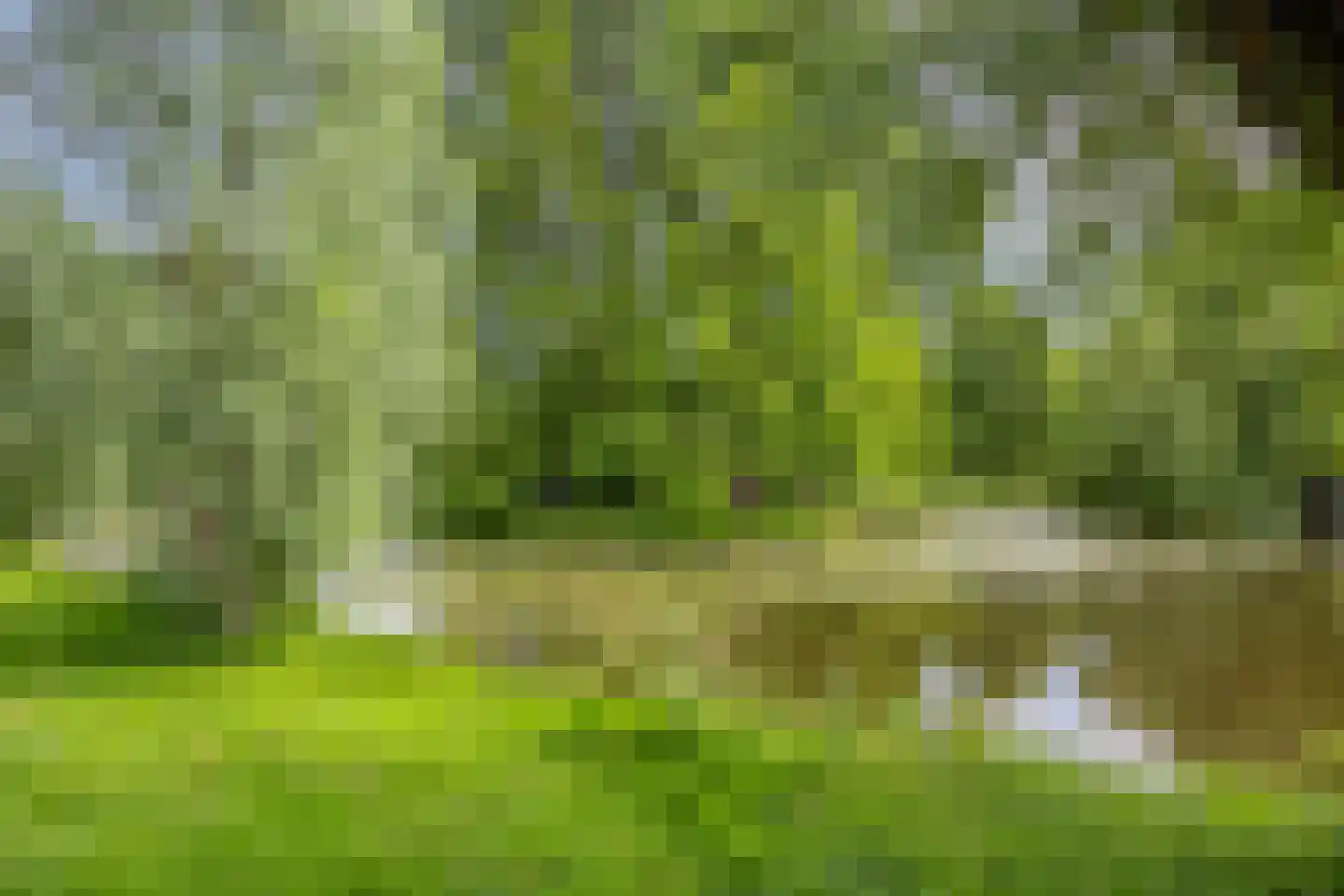 De Hoornbloem 17 Wateringen thumbnail 34