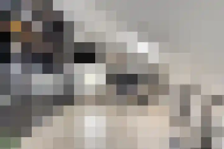 De Hoorns 9 Rolde thumbnail 28