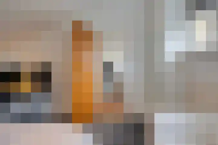 de Hop 4 Roden thumbnail 40