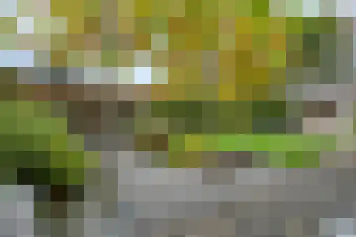 de Hop 4 Roden thumbnail 50