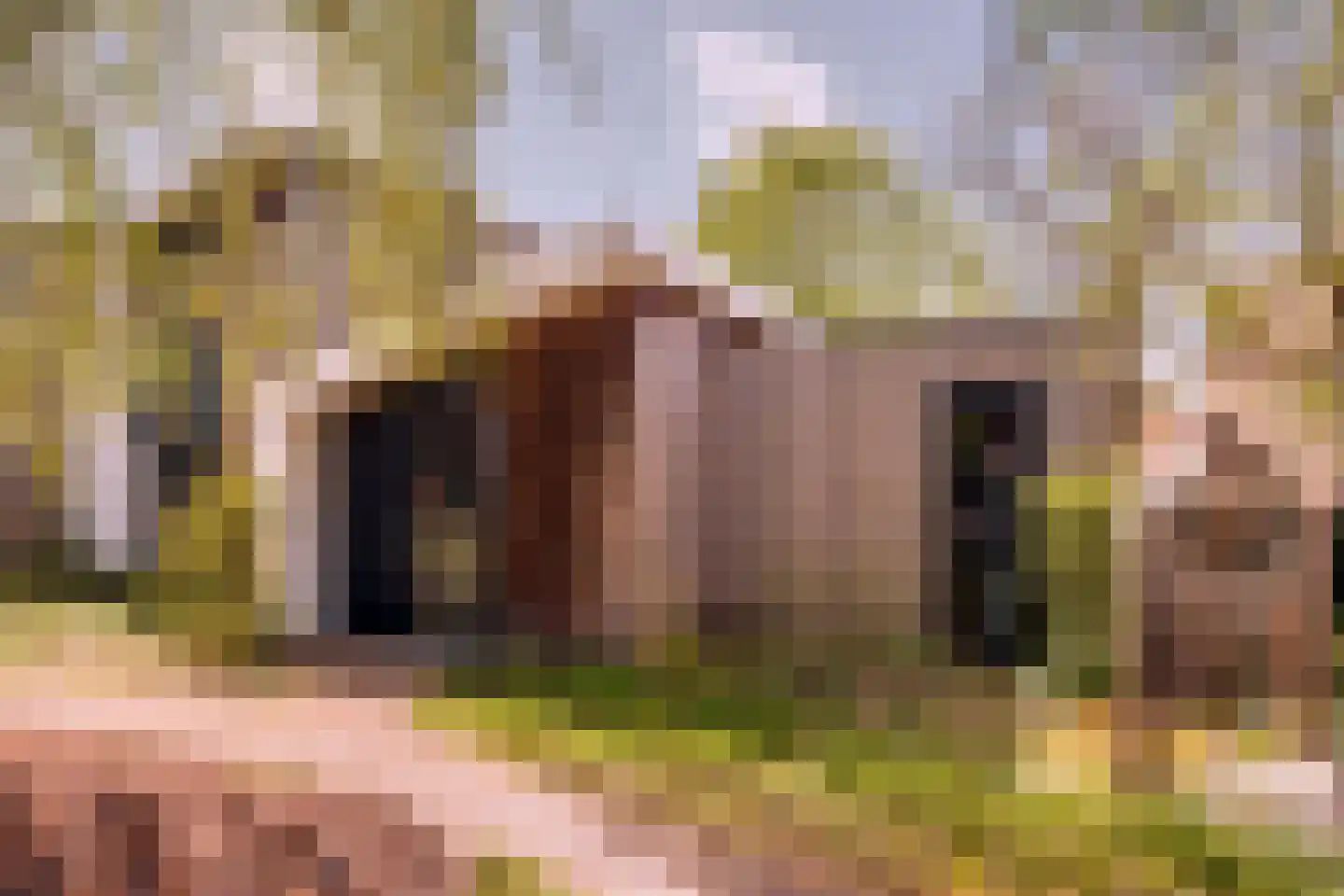 De Hopman 10 Aarle-Rixtel