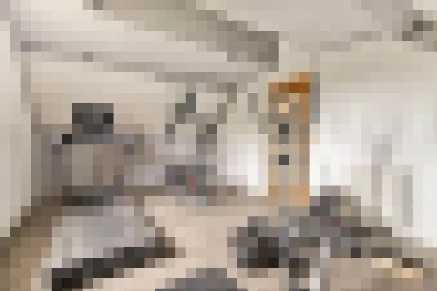 De Horik 8 Oostrum thumbnail 44