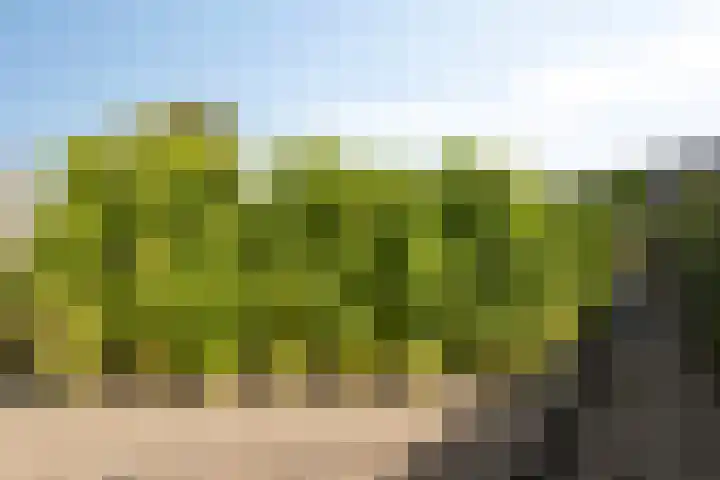 De Horst 1 B Rhenen thumbnail 48
