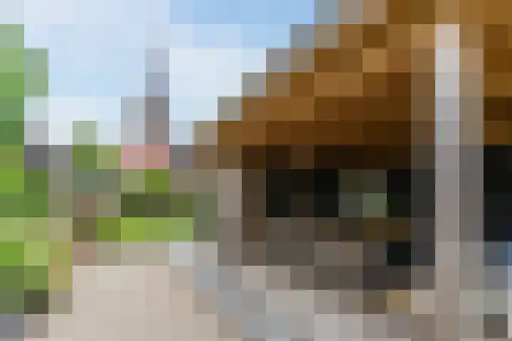 De Horst 3 Zevenaar thumbnail 14