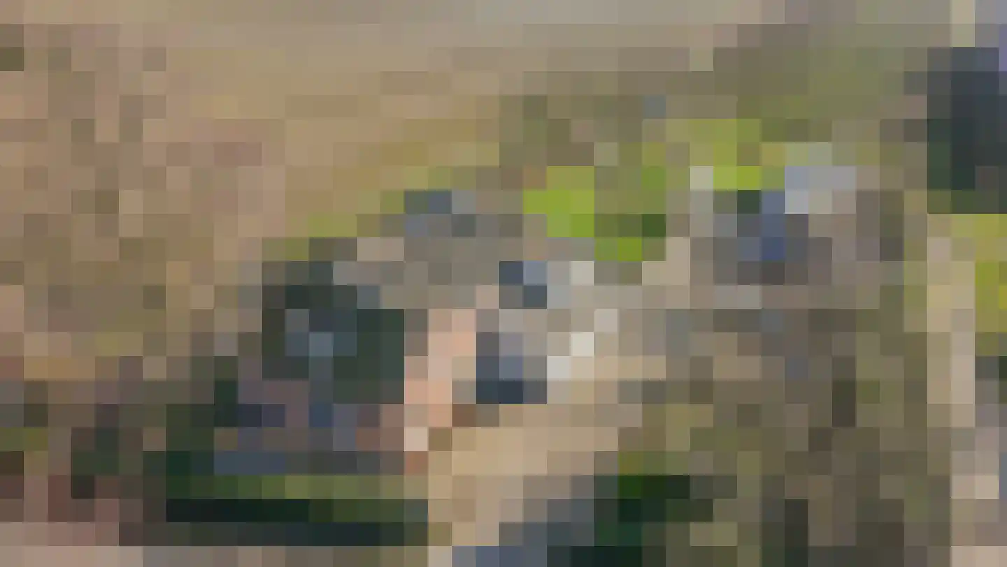 De Hout 31 Hem thumbnail 116