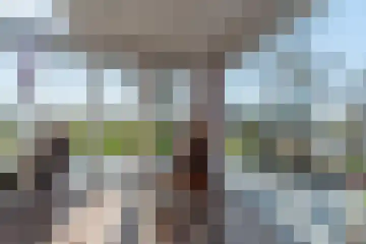 De Hout 31 Hem thumbnail 54