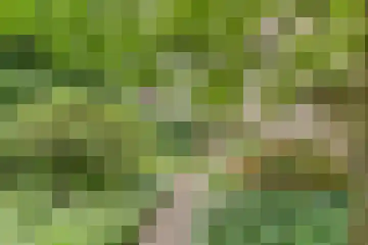 De Hovel 11 Berlicum thumbnail 66