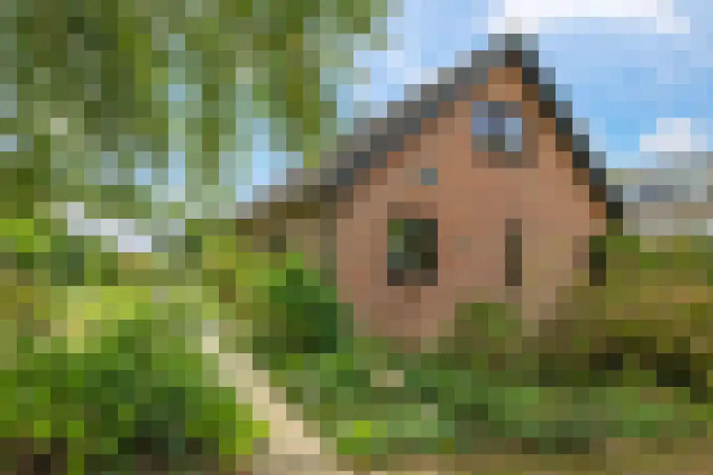 De Hucht 4 Herveld thumbnail 67