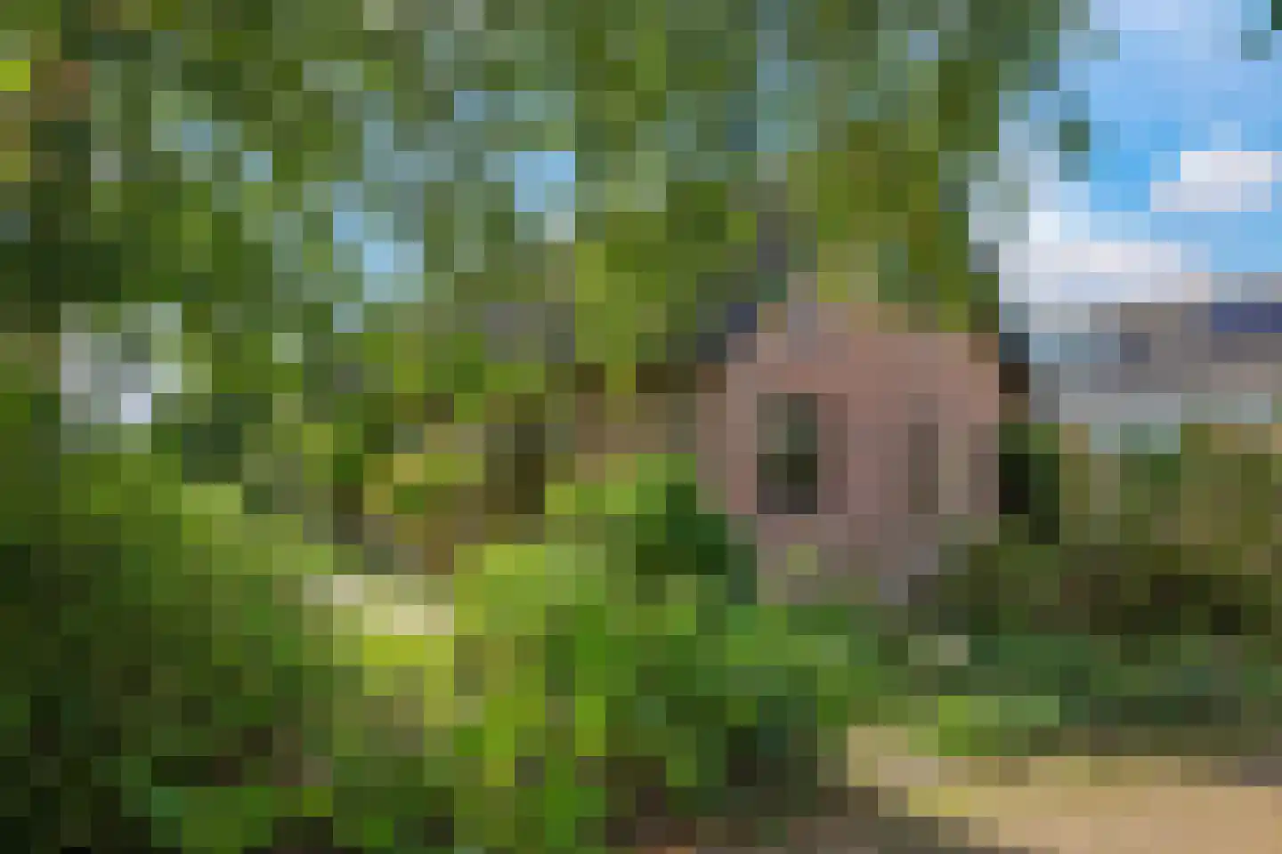 De Hucht 4 Herveld thumbnail 73