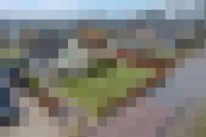 de Hulst 27 Roden thumbnail 62