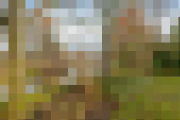 de Hulst 53 Roden thumbnail 42
