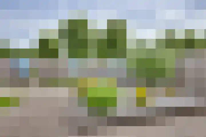 De IJslander 70 Dronten thumbnail 31
