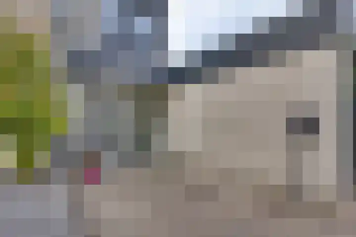 De IJslander 70 Dronten thumbnail 36