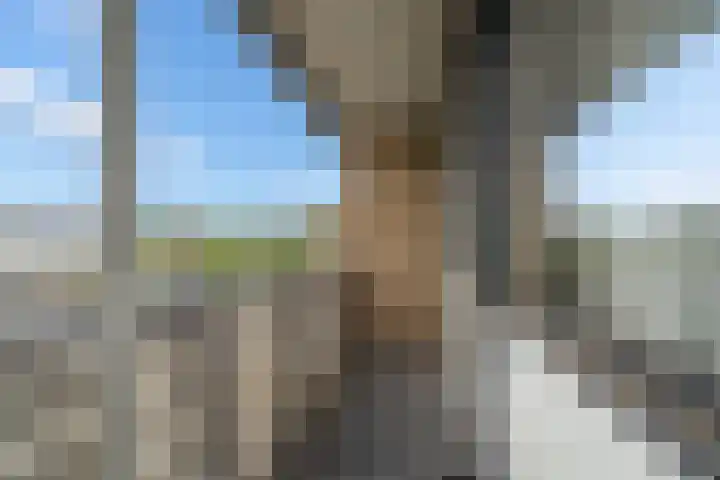 De IJsvogel 17 Delden thumbnail 29