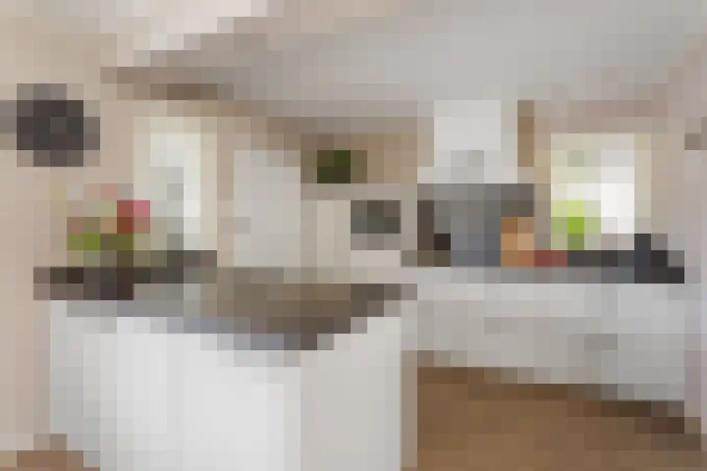 de IJsvogel 6 Denekamp thumbnail 10