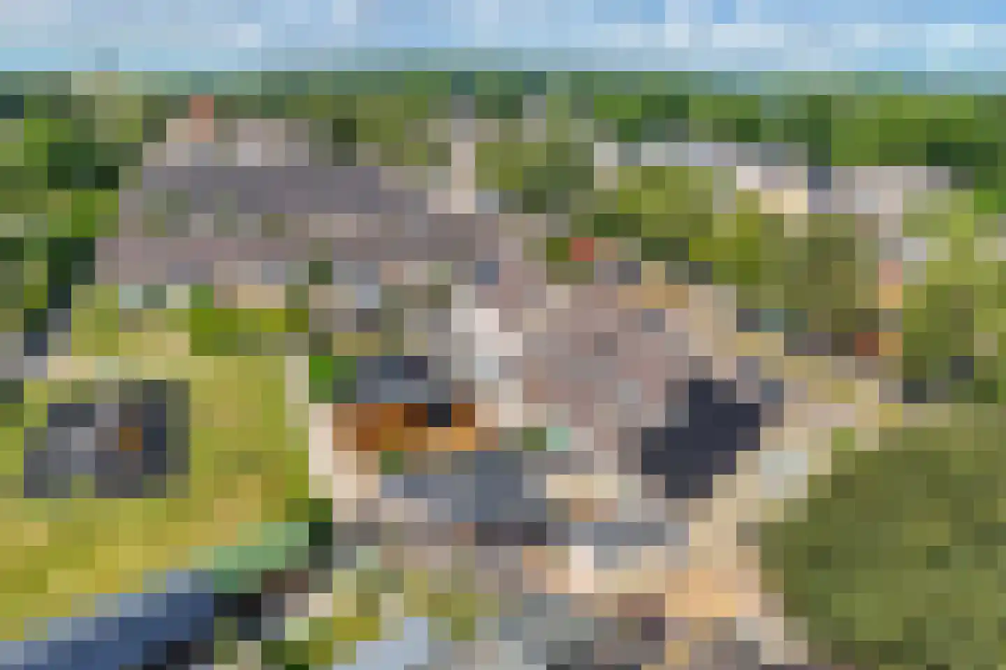 De Ikebosker 44 Oudemirdum thumbnail 58