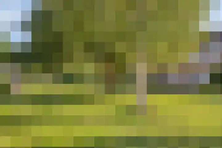 De Jachthoorn 7 Swifterbant thumbnail 32
