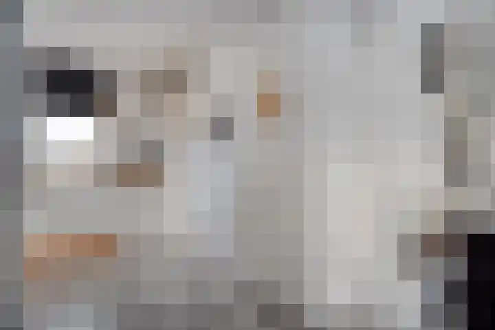 De Jasmijn 16 Dedemsvaart thumbnail 14