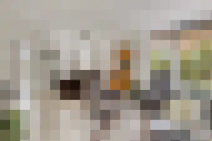 de Jongestraat 4 's-Heerenhoek thumbnail 12