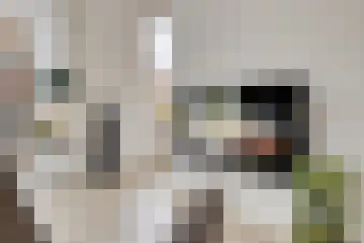 de Jongestraat 4 's-Heerenhoek thumbnail 19