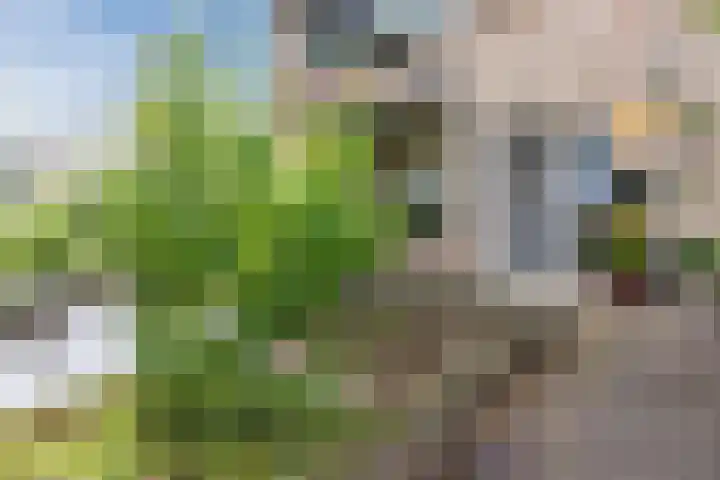 de Kade 33 Wapenveld thumbnail 32