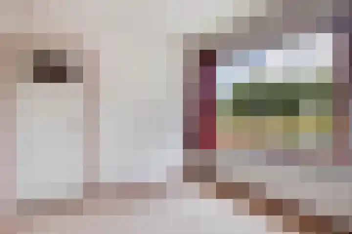 de Kade 37 Wapenveld thumbnail 17