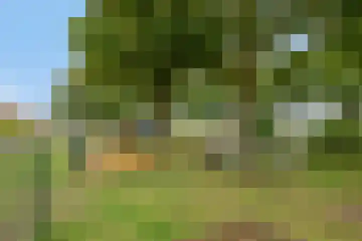 de Kade 37 Wapenveld thumbnail 26