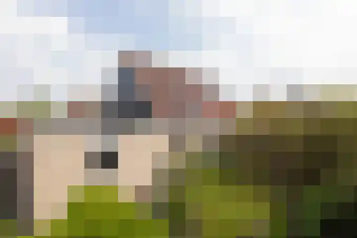 De Kamp 25 Makkum thumbnail 42